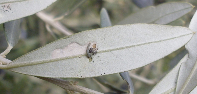 Almendros, encinas y pinos potencian la comunidad de un insecto para el control de la polilla del olivo