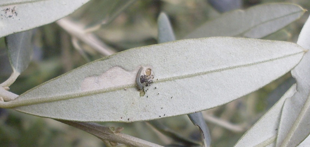 Incidencia de la polilla del olivo en Andalucía