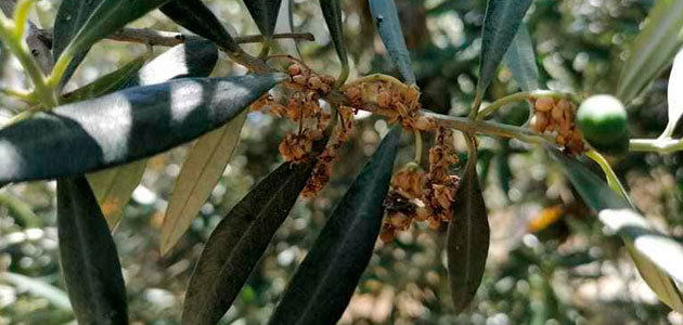 Alertan de que una plaga de prays podría afectar a entre el 20 y el 50% de la flor del olivo