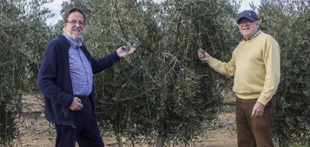 La UCO destaca la colaboración universidad-empresa para impulsar la investigación y la transferencia de conocimiento en el sector del olivar
