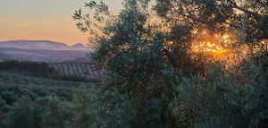 Dcoop y Pompeian trabajan en una certificación que verifique la sostenibilidad del aceite de oliva