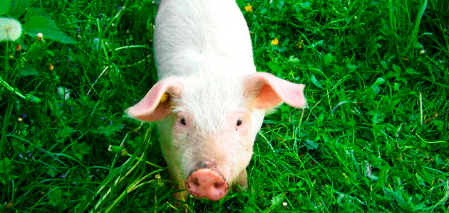 La oleuropeína como antioxidante natural en la alimentación del cerdo blanco