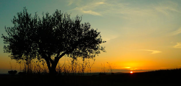 La productividad de los olivares de Portugal aumenta un 20% esta campaña