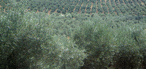 La productividad de los olivares de Portugal disminuirá un 15% esta campaña