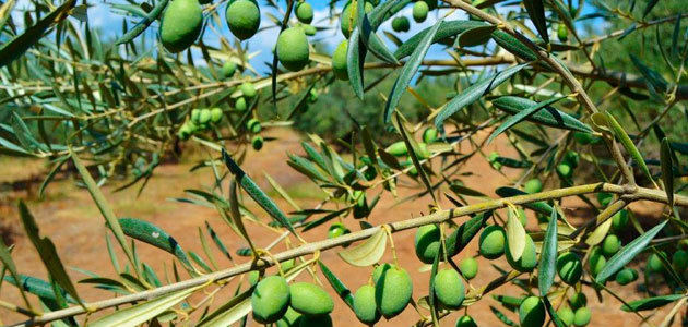 Identifican Melanaspis corticosa en olivos del sur de Portugal