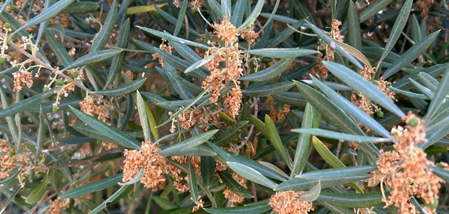 Asaja-Córdoba advierte de que la plaga de prays afecta al 35% de las aceitunas en la provincia