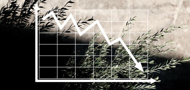 Máxima incertidumbre en los mercados oleícolas: las lluvias tienen la clave