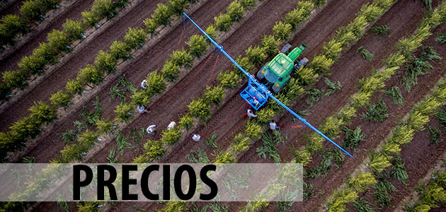 Análisis de la situación de los precios del aceite de oliva: causas, soluciones y previsiones