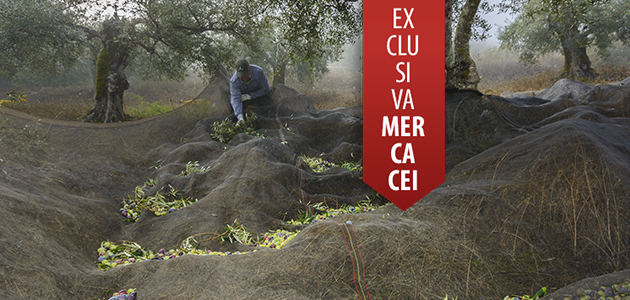 Ecuador de la campaña de comercialización de aceite de oliva: los expertos opinan sobre precios, consumo y previsiones