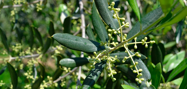 Variedades y cambio climático en olivar
