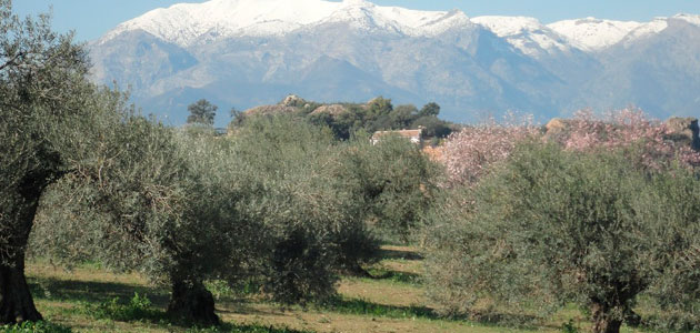 Andalucía defiende que la PAC reconozca al olivar como 'eco-esquema per se' por su valor medioambiental