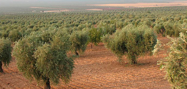El precio de la tierra de olivar cayó un 4,6% en 2019
