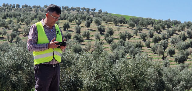 Desarrollan un sistema de predicción temprana de las cosechas de olivar para los municipios de Jaén, Córdoba y Granada