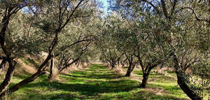 Últimos días para inscribirse a los Premios AEMO a la cultura del olivo, gestión ambiental y olivo monumental