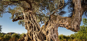 Abierta la convocatoria para participar en los diferentes premios anuales de AEMO