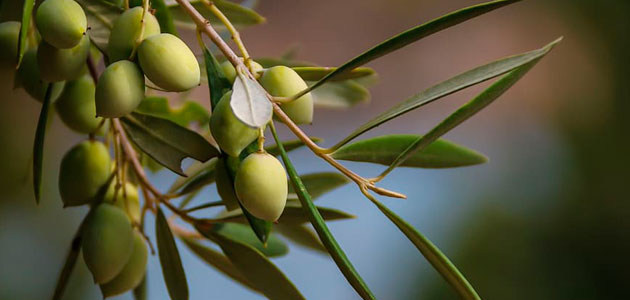 La CE prevé que la producción europea de aceite de oliva aumente un 20% en la campaña 2020/21