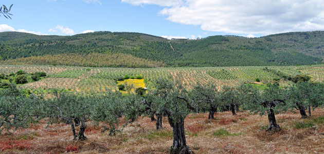 Cooperativas estima una reducción de alrededor del 40% en la producción andaluza de aceite de oliva para la próxima campaña