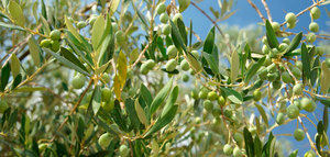 La producción europea de aceite de oliva se sitúa en 2,02 millones de toneladas hasta marzo