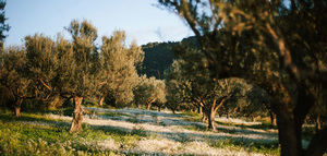 Informe de la FAO: producción mundial de aceite de oliva estable, mientras que el consumo y el comercio continuarán expandiéndose