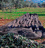 La producción de aceite de oliva desciende un 53% respecto a la campaña anterior
