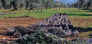 La producción de aceite de oliva se sitúa en 547.200 t. en los tres primeros meses de campaña