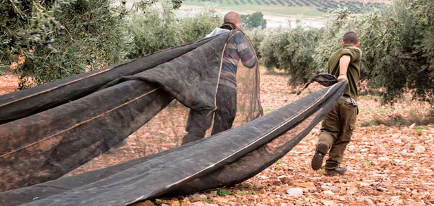 Cooperativas espera una campaña equilibrada de 125.000 t. de aceite de oliva en Castilla-La Mancha
