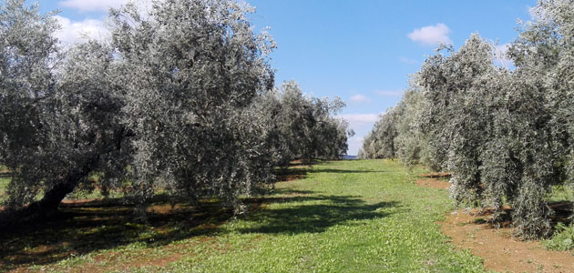 Un proyecto valorizará el capital natural en el cultivo del olivar en Producción Integrada