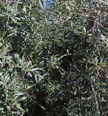 El olivar ocupa el 54,5% de la superficie de Producción Integrada en España