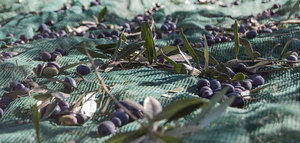 La CE prevé que la producción europea de aceite de oliva se sitúe en 2,1 millones de t. esta campaña