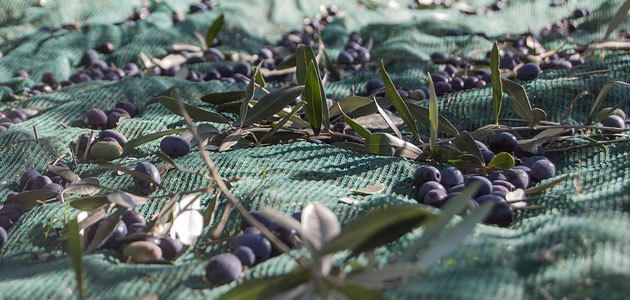 El MAPA prevé una producción de 1,59 millones de toneladas de aceite de oliva esta campaña, un 30,7% más