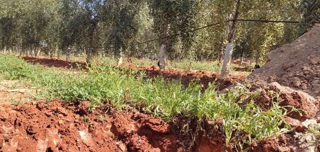 Investigan el secuestro de carbono y la biodiversidad en el olivar en seto