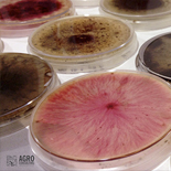 Colección Terra pretende ser el banco de microorganismos del olivar más completo del mundo