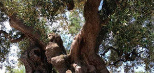 Plan extraordinario de regeneración del olivo de Puglia: 5 millones para los olivos monumentales