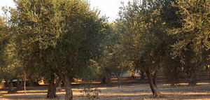 Italia Olivicola y la Accademia Nazionale dell'Olivo impulsarán la mejora del cultivo del olivo