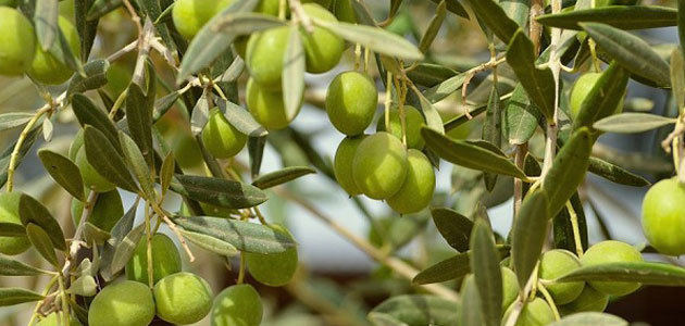 Ayudas de 120 millones de euros para la regeneración del olivar de Puglia