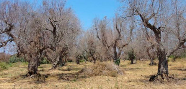 Olivicultores italianos alertan de que el 75% de las tierras de Puglia no se están tratando para contener la Xylella