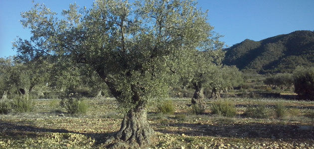 Detallan las relaciones que se establecen entre la expresión de genes de la raíz del olivo y sus comunidades microbianas asociadas