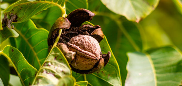 El MAPA inicia la consulta pública del Real Decreto sobre calidad de los aceites vegetales comestibles