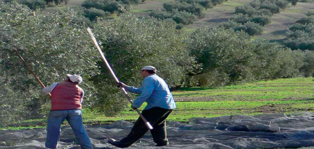Andalucía anuncia test a los temporeros desplazados a la campaña de la aceituna