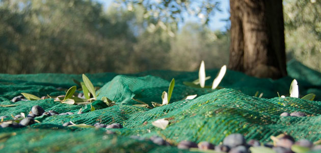 El momento óptimo de recolección en el olivar