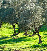 El 20,54% de la superficie regada en España corresponde al olivar