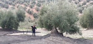 La gestión cooperativa del olivar reduce los costes de producción