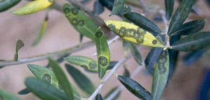 La RAIF aconseja adoptar medidas preventivas de control de repilo en olivar