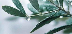 ¿Cómo proteger al olivar en primavera? El repilo, en el punto de mira