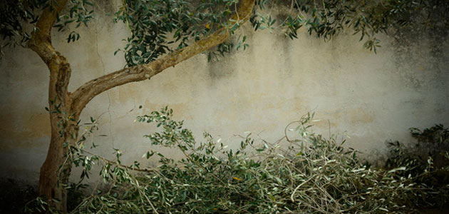 Seis principios agronómicos para la poda del olivo