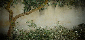 Recomendaciones para el manejo adecuado de los restos de poda en el olivar y la prevención del barrenillo