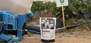 Biotecarios impulsa un nuevo ensayo con Rhodos en cultivo de fresa en Palos de la Frontera (Huelva)