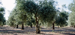 La superficie regada de olivar ha aumentado un 18,5% en los últimos diez años