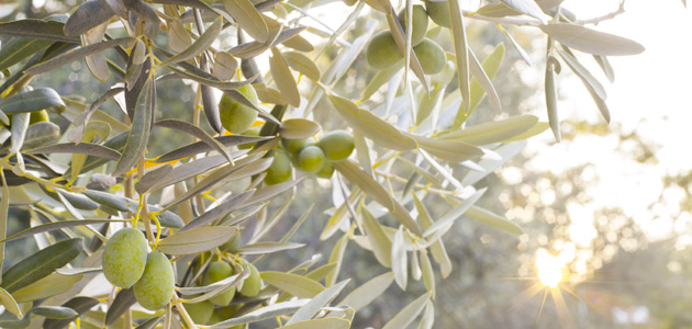 Un método predice el riego adecuado para cultivos de la cuenca del Guadalquivir como el olivo