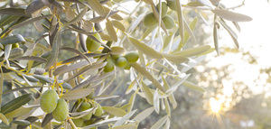 Un método predice el riego adecuado para cultivos de la cuenca del Guadalquivir como el olivo